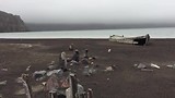 Antarctica (seals 4)