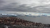 Antarctica (Pinguins)