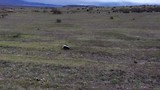Skunk, Cerro Guido Chile