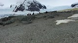 Antarctica (seals 5)