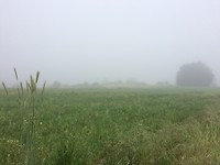 Mist