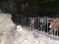 Kleine stal met koeien en hond