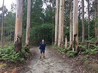 Tussen de eucalyptussen