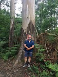 Enorme eucalyptus