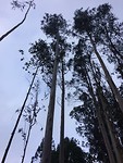 Kaarsrechte eucalyptusbomen