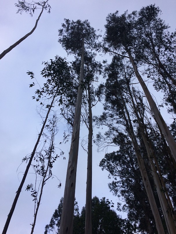 Kaarsrechte eucalyptusbomen