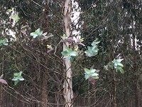 Blaadjes van jonge eucalyptus
