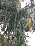 Bladeren van volwassen eucalyptus