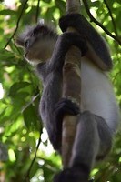 mister Gibbon