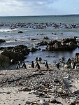 IMG_7993