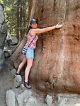 Sequoia1