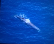 Whale watching