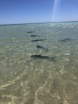 Reefsharks