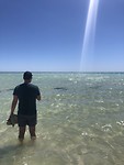 Reefsharks