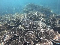 Coral Bay