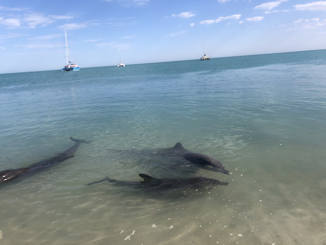 Monkey Mia Foto Jeroen & Renée op reis!