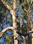 De eerste koala is gespot