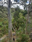 Koala gespot!