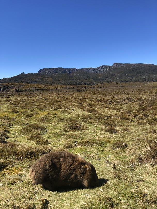 WOMBAT