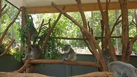Koalaaaaa