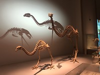Te Papa museum