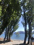 That Wanaka Tree