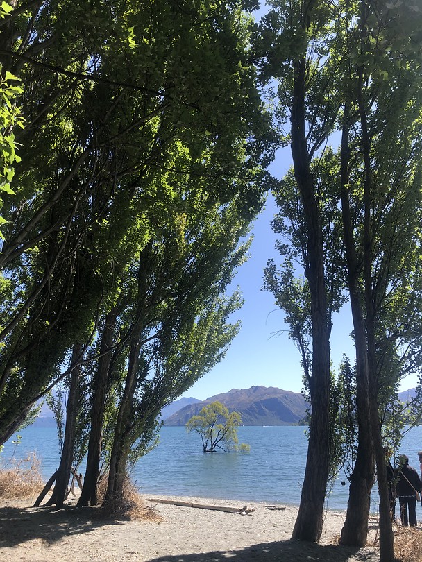 That Wanaka Tree