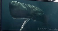Spermwhale