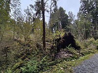 Omgevallen boom