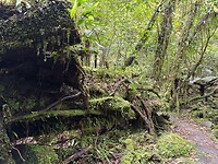 Veel groene natuur
