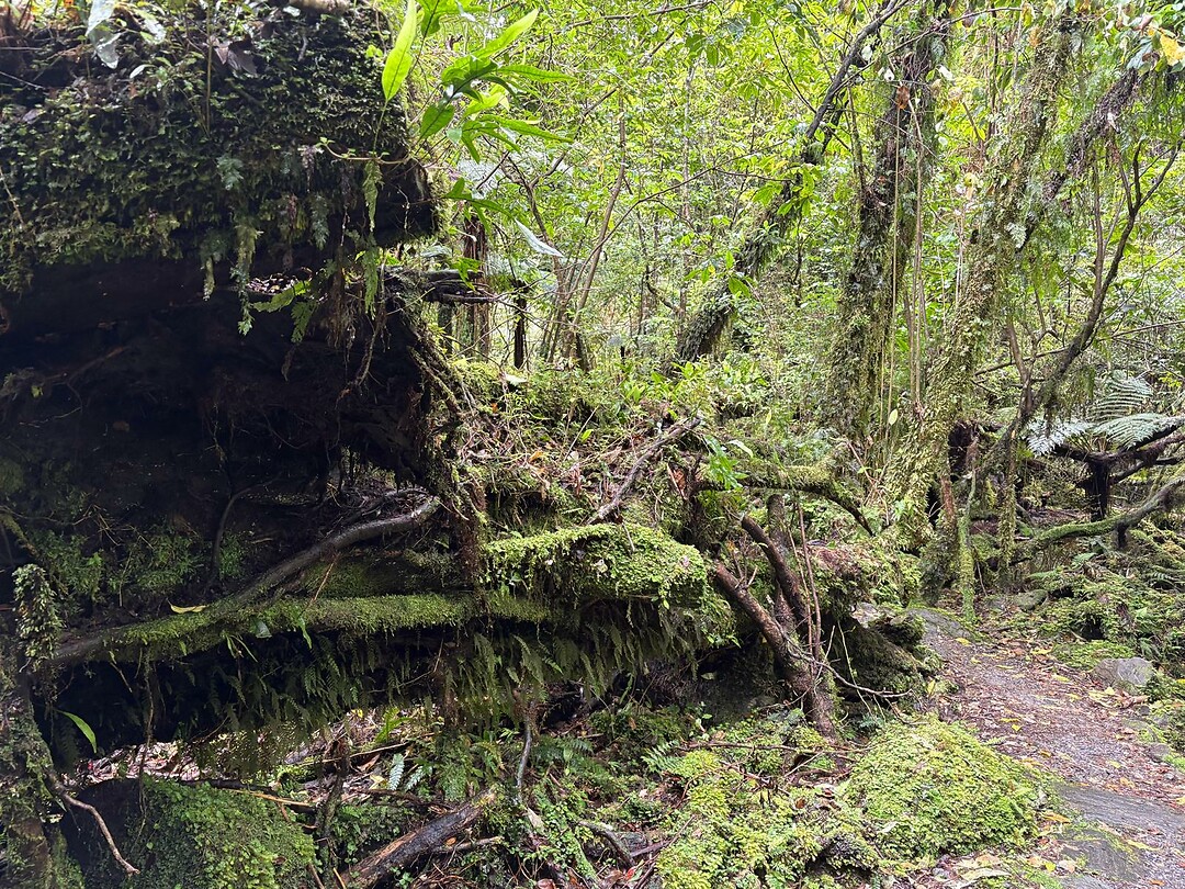 Veel groene natuur