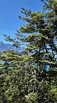Zipline met uitzicht op Queenstown en het meer