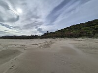 Strand met het bos