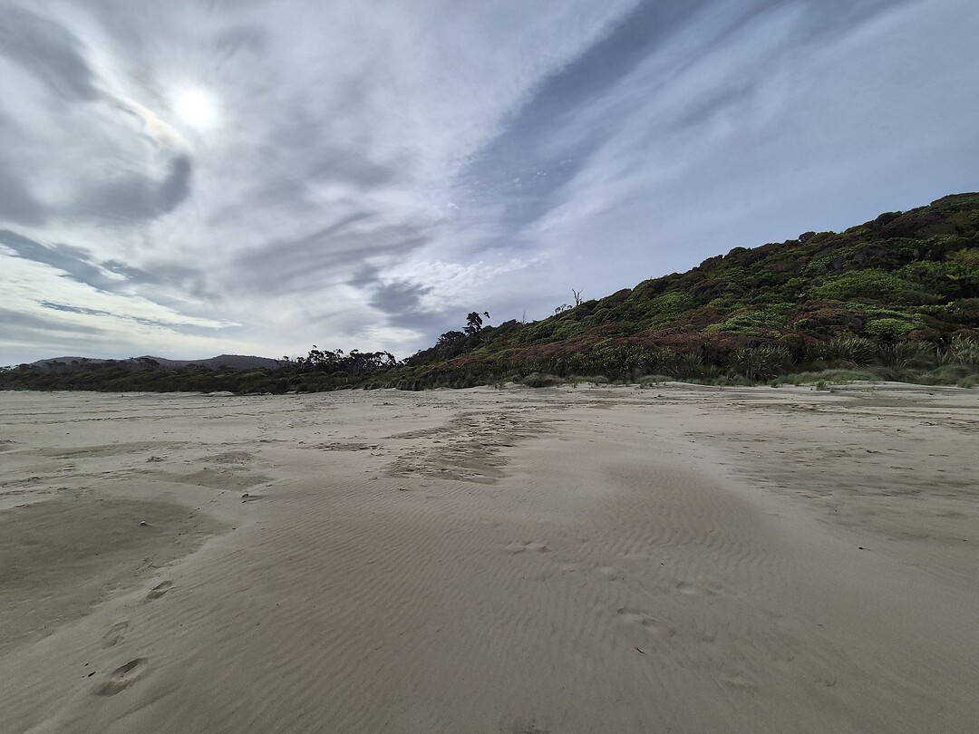 Strand met het bos