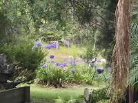 Kangaroes in de achtertuin