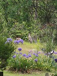 Kangaroes in de achtertuin