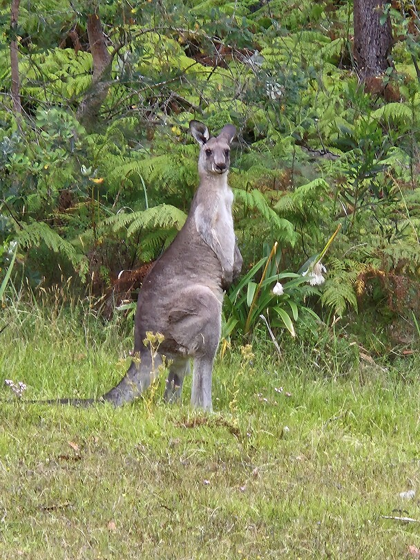 Kangaroe in de achtertuin