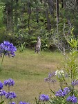 Kangaroe in de achtertuin