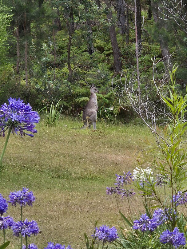 Kangaroe in de achtertuin
