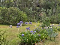 Kangaroes in de achtertuin