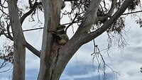 Koala!!!!!