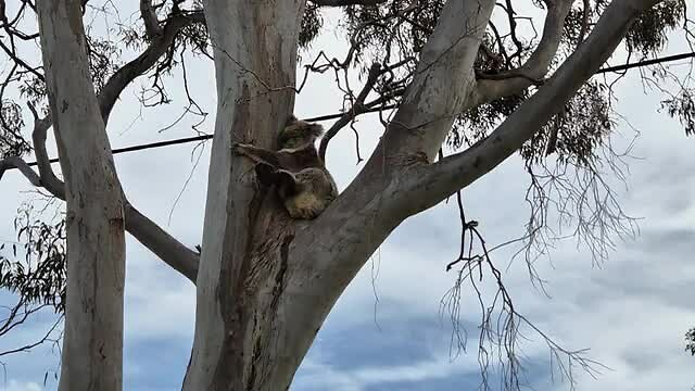 Koala!!!!!