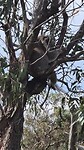 Koala sukkelt lekker in slaap