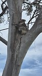 Koala poept van zich af hangend in boom