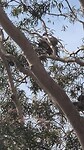 Koala klimt boom hoger in