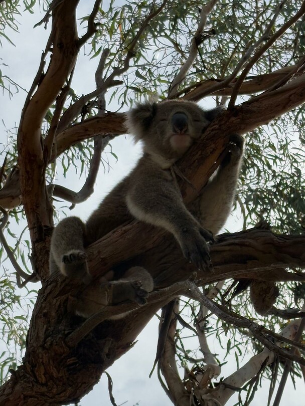 Koala