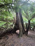 Wandeling Maits Rest Rainforest Walk