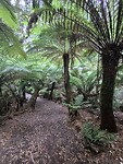 Maits Rest Rainforest Walk
