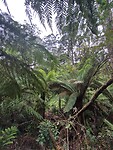 Maits Rest Rainforest Walk