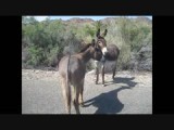 Ezels in Yuma